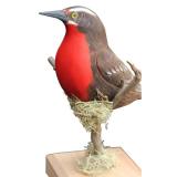 Ave En Pedestal