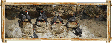 Aves del Sur de Chile