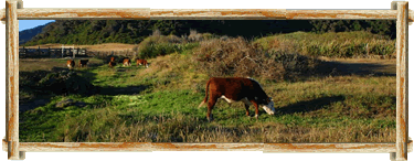 Ganaderia en el Sur de Chile