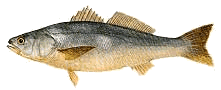 Corvina